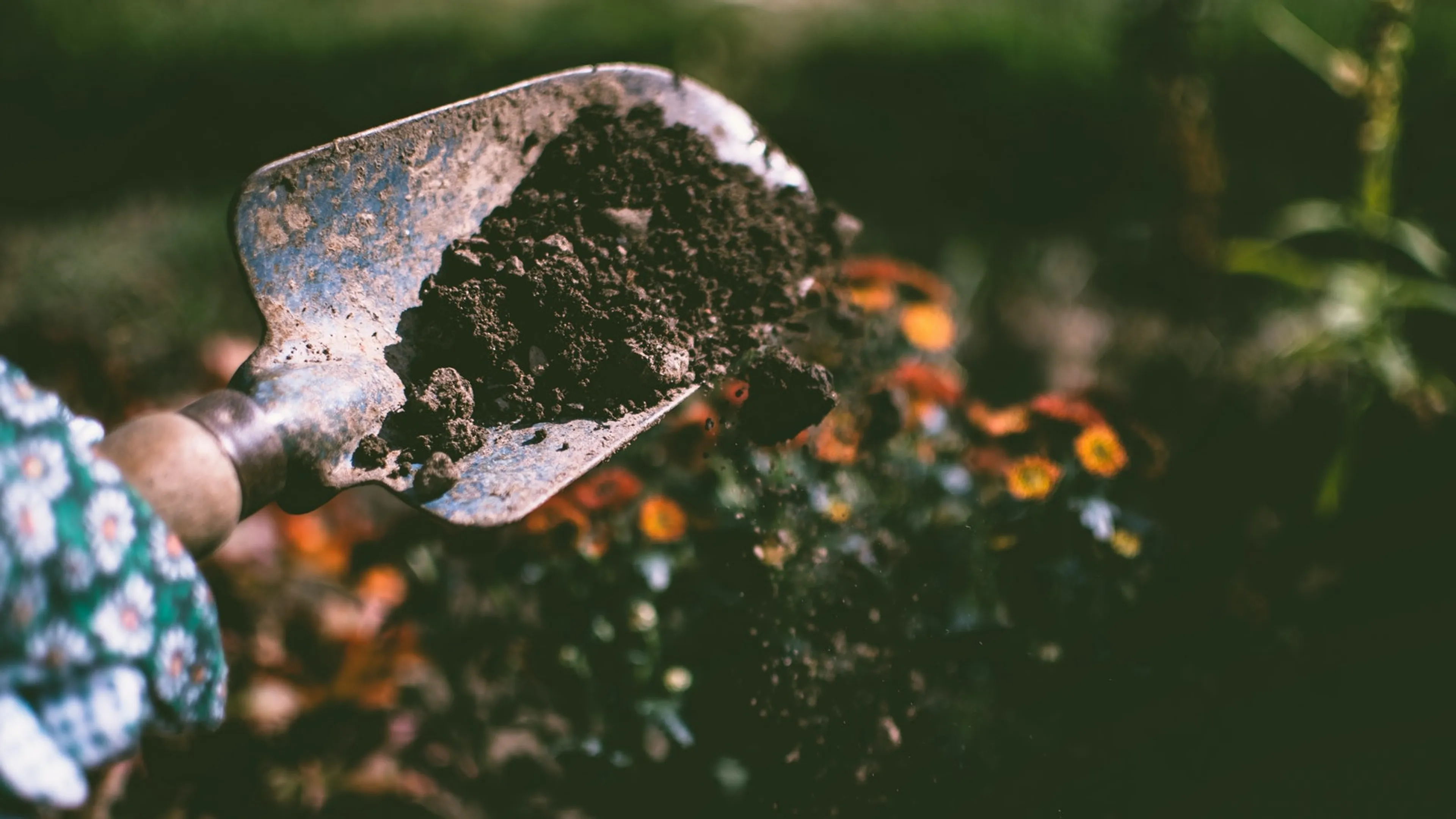 Uitgelichte afbeelding