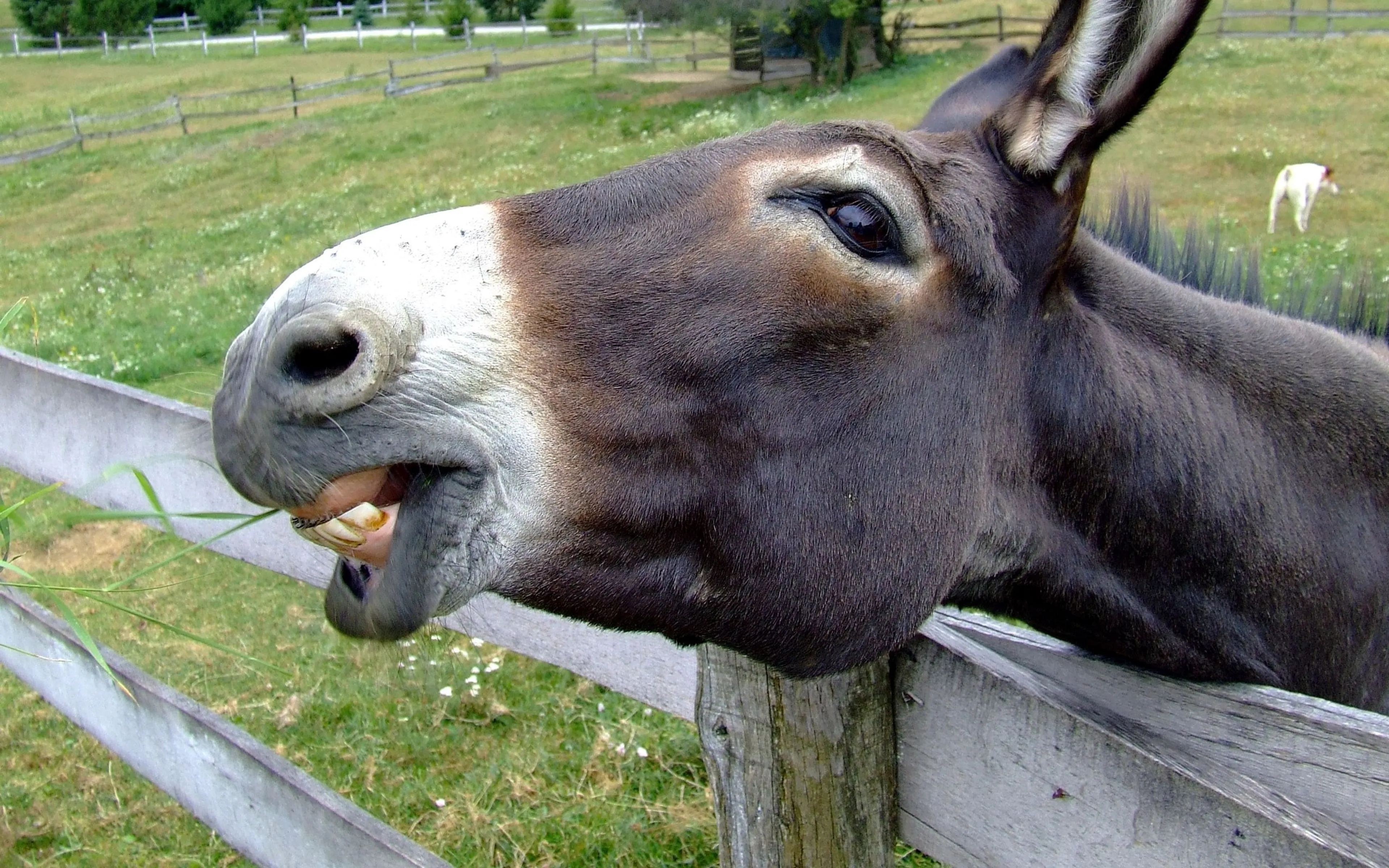 Waarom dieren voor God belangrijk zijn