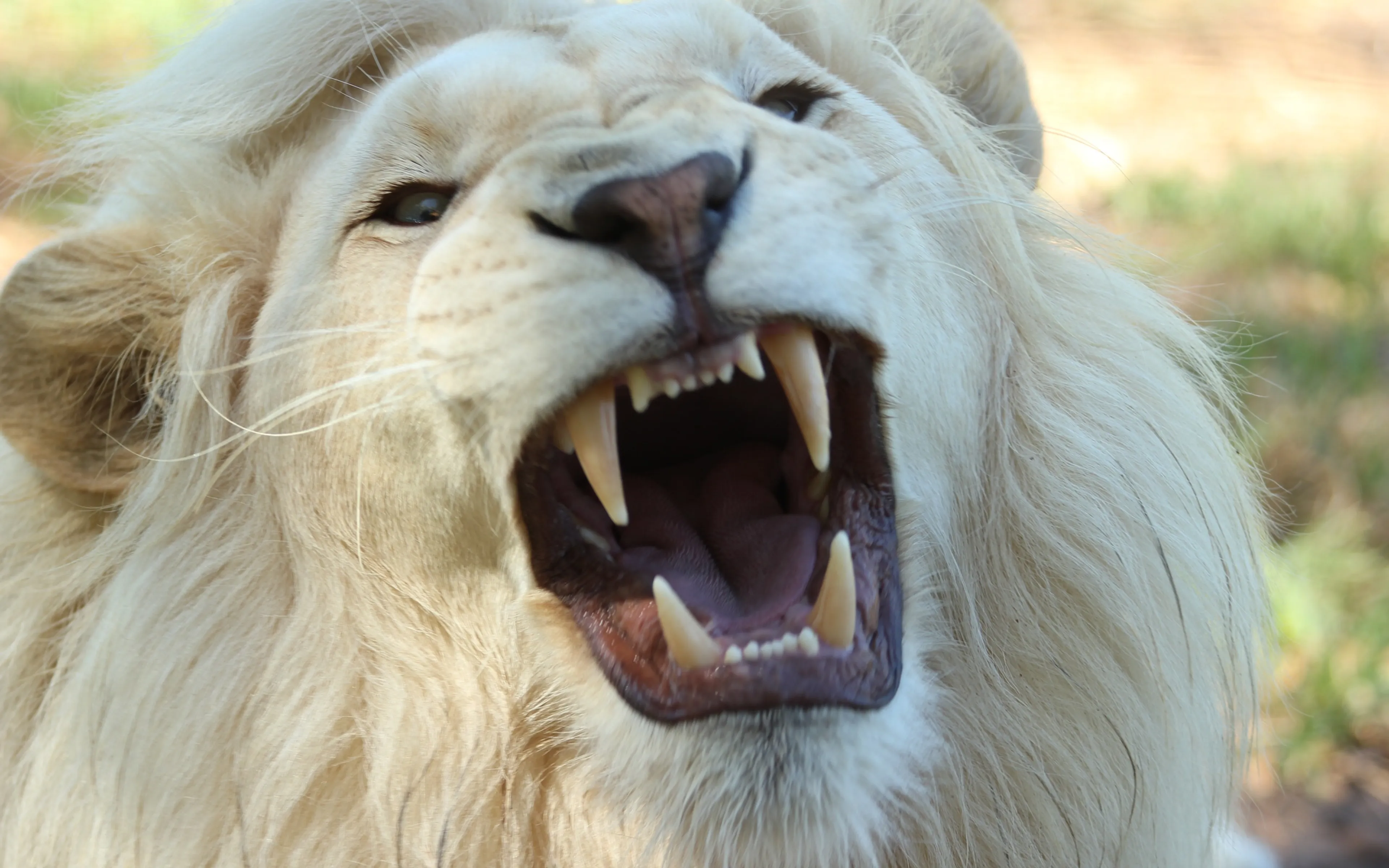 Wat je van Daniël kunt leren over de hedendaagse leeuwenkuilen