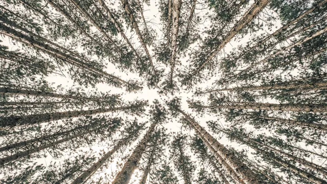 Lazarus staat op | Wees niemand iets schuldig.