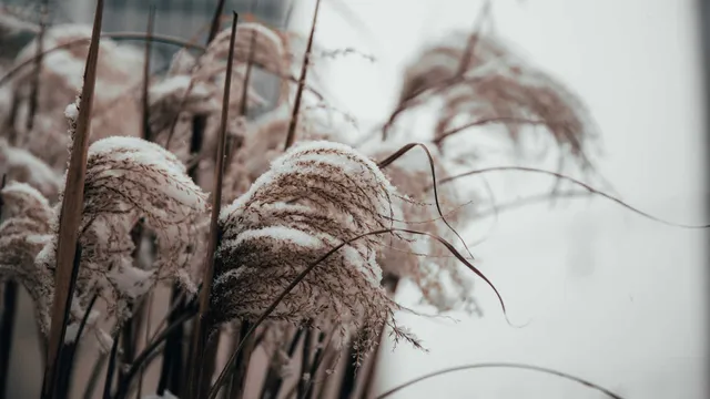Lazarus staat op | Genezen door een zieke.