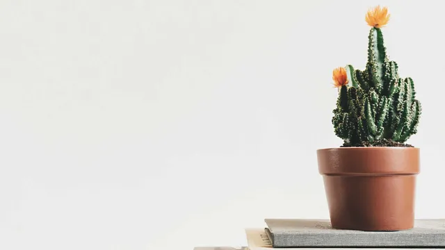 Lazarus staat op | Geen idee.