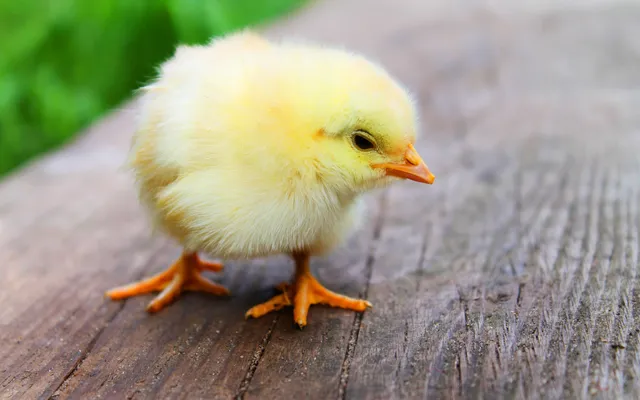 ‘Wees niet bang om alles te verliezen, dat is de essentie van Pasen’.