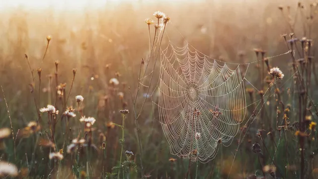 Lazarus staat op | Is er een vluchtgod in de zaal?.