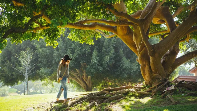 Leren van planten | Wortelen.