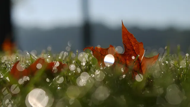 Lazarus staat op | Van de omstanders moet je 't niet hebben.