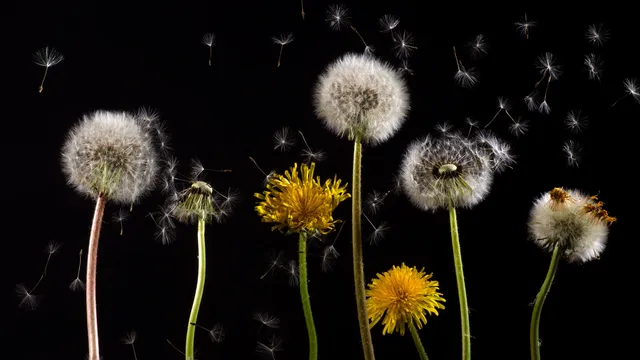 Pinksteren fijn en inspirerend? Nou, lees dan even deze kanttekening van Kierkegaard….