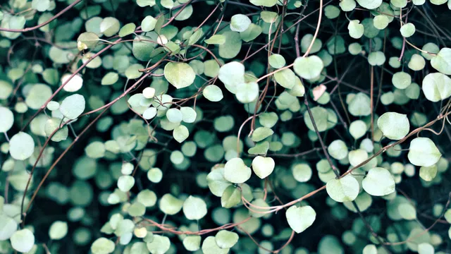 Lazarus staat op | Alles is al veranderd.