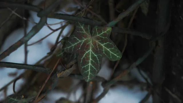 Lazarus staat op | Leren verliezen.