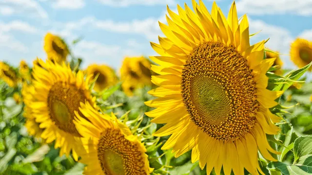 Lazarus staat op | Zou er nog geluisterd worden?.