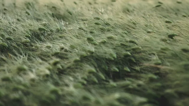 Lazarus staat op | Laten we het uitpraten.