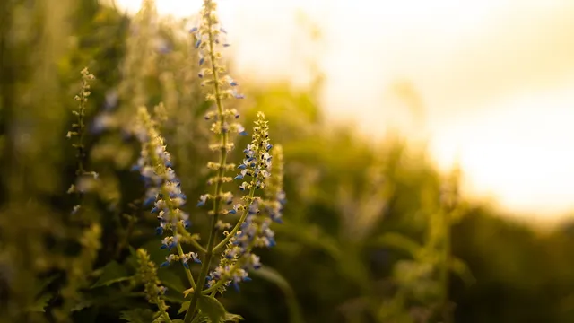 Lazarus staat op | Maria als anarchistisch revolutionair.