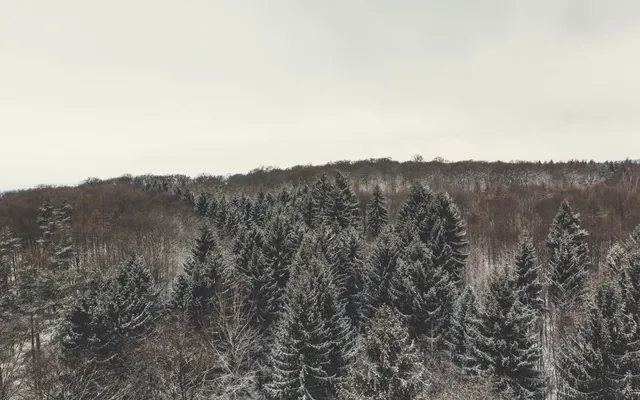 De kunstenaar, de pelgrim en de activist.