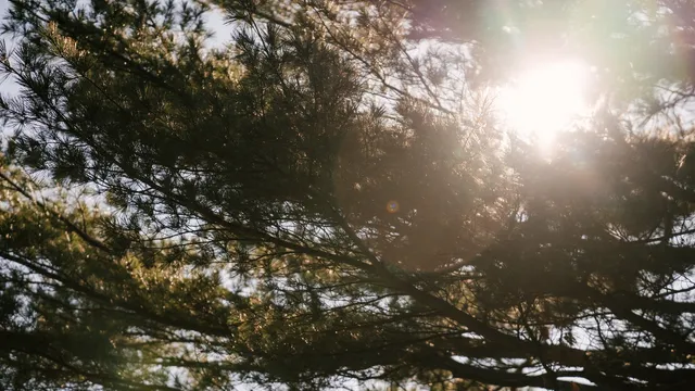 Lazarus staat op | Wie achterstaat, staat voor.