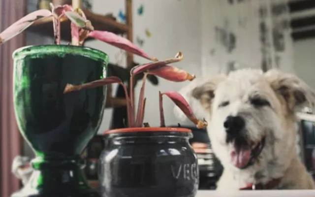 Wonen in een tiny house: ‘Ja, het is snel vies, maar ook snel schoon’.