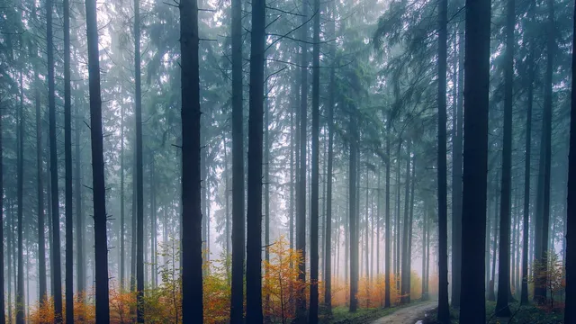 Lazarus staat op | Delen.