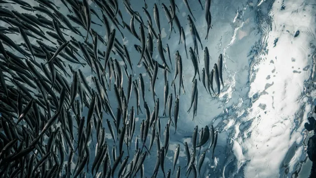 Lazarus staat op | In schaapskleren.