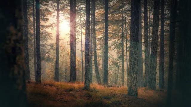 Lazarus staat op | Twijfel of Standvastigheid.
