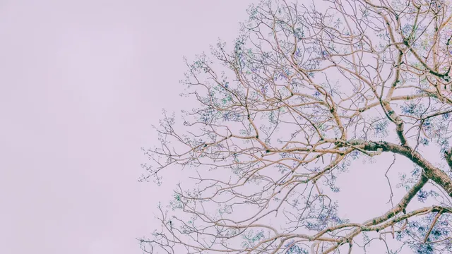Lazarus staat op | Iemand moet het doorbreken.