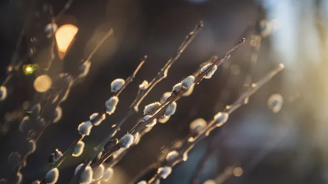 Lazarus staat op | Houd mij niet vast.