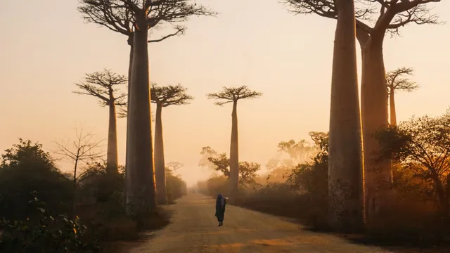 Uitgelichte afbeelding