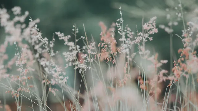 Lazarus staat op | De grote plek van het kleine ik.