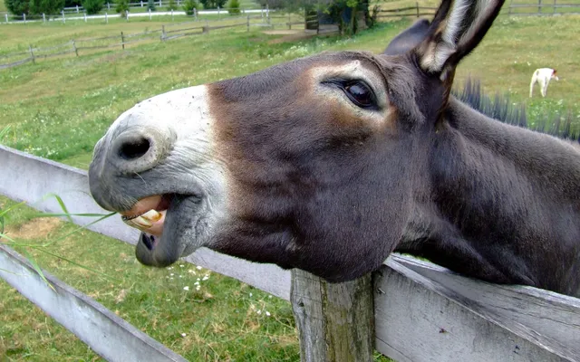 Waarom dieren voor God belangrijk zijn.