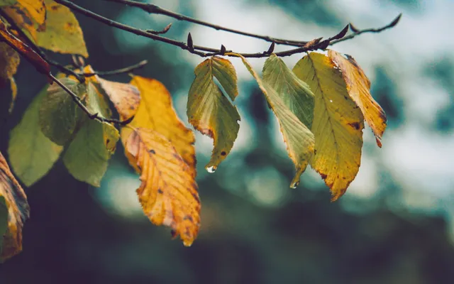 De zekerheden van het leven.