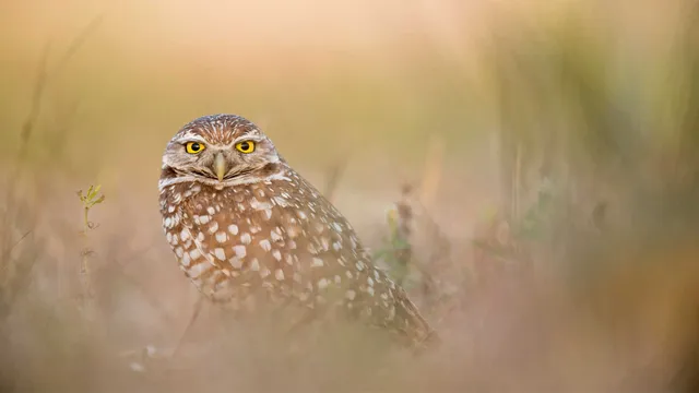 Lazarus staat op | Je de wet laten voorschrijven.