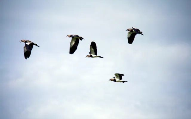 Maar waar is de euforie?.