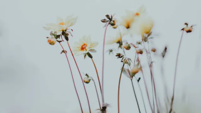 Lazarus staat op | Wat voor vrede precies?.