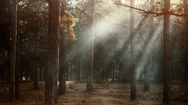 Lazarus staat op | Waarom we zouden denken dat het goedkomt.
