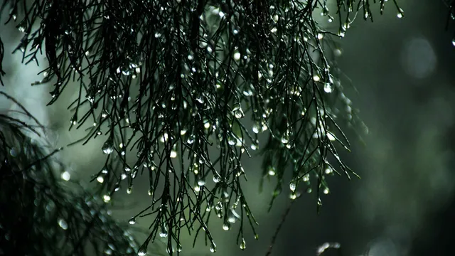 Lazarus staat op | Het goede groeit op eigen kracht.