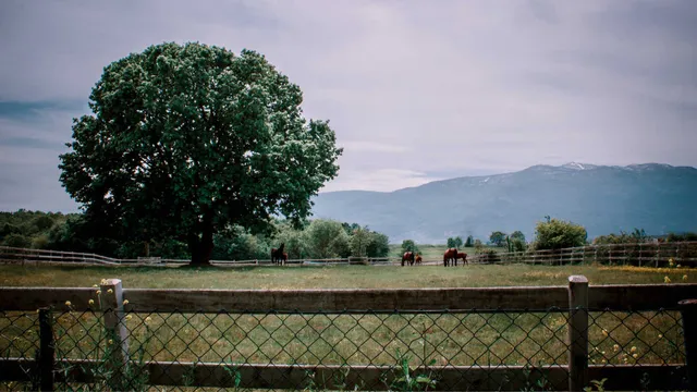 Lazarus staat op | Gekend zijn.