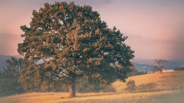 Lazarus staat op | Niet voor iedereen.