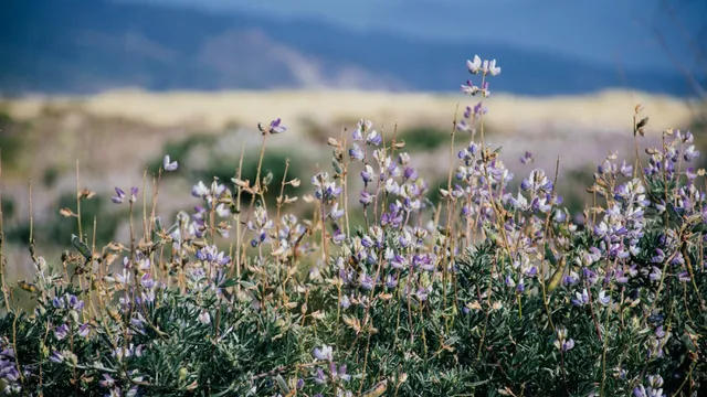 Lazarus staat op | Wanhoop niet, lieve vrienden.