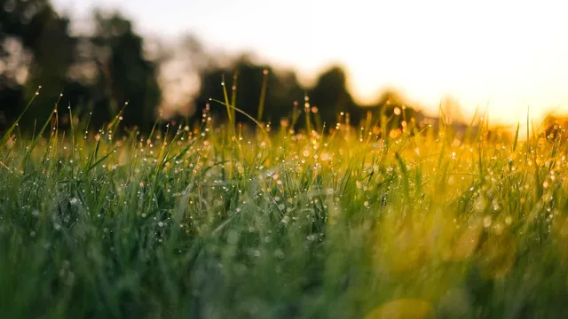 Lazarus staat op | Zo gemakkelijk verjaag je de verkopers niet.